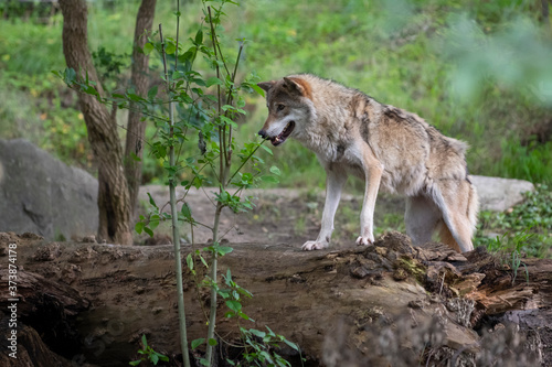 grey wolf Canis lupus on tree in forest searching for quarry
