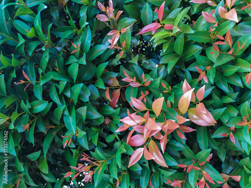 Close up of Syzygium myrtifolium with bright green leaves and red leaves on young shoots. This plant is an ornamental plant with exotic colors so it is often planted