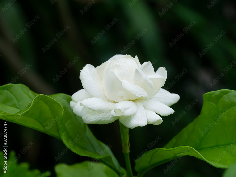 Close up of white jasmine flower Close up of white jasmine flower