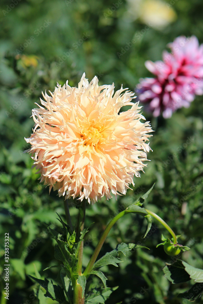 bright beautiful flowers in botanical garden bright beautiful flowers in botanical garden