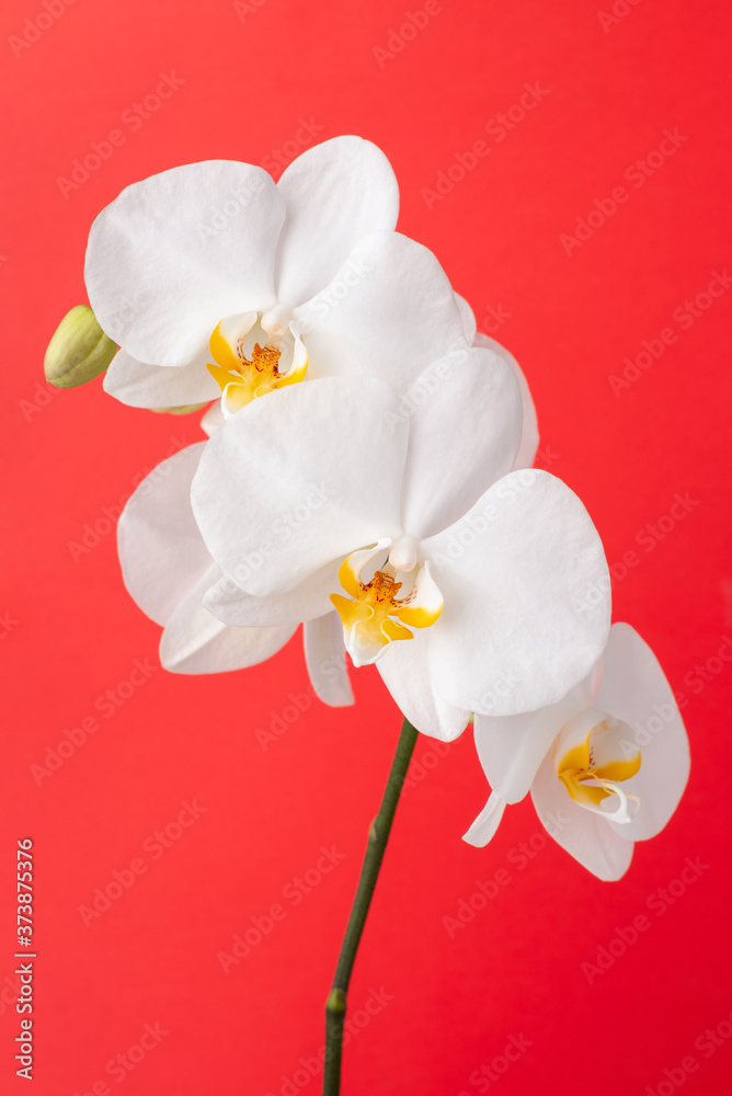 Obraz premium White orchid flower on red colorful background
