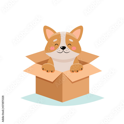 Adopt a pet - cute dog in a box, isolated on white background