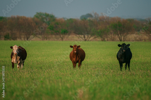 Herd of cows grazing in a pasture in summer.
