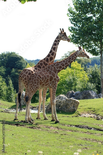 Girafes - zooparc Beauval - France