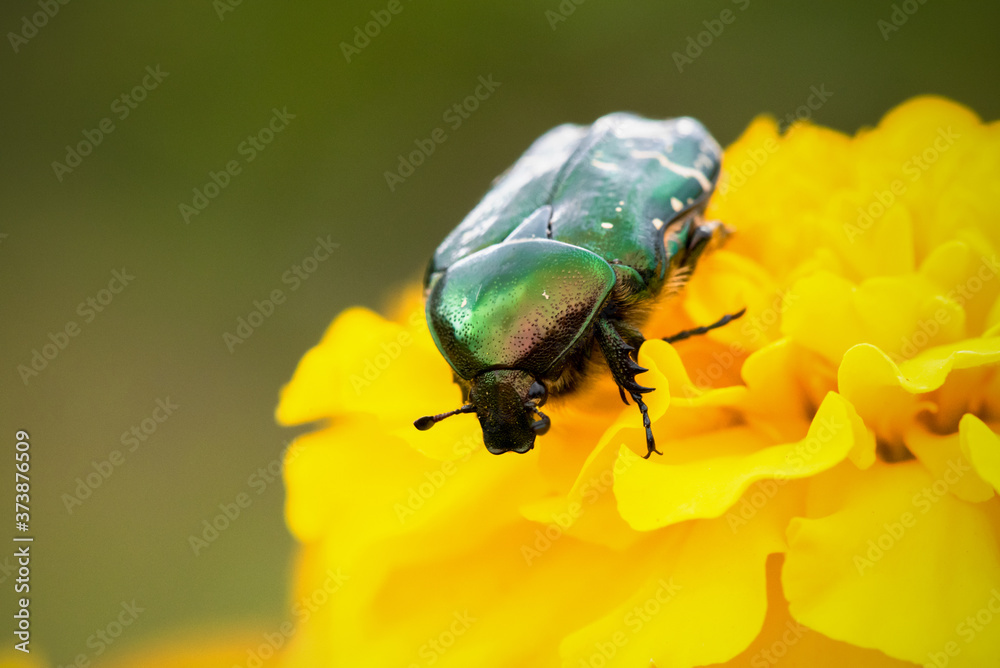 Naklejka premium Chafer on the marigold flower head close up.