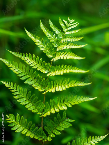 Green Fern in Japanese Forest
