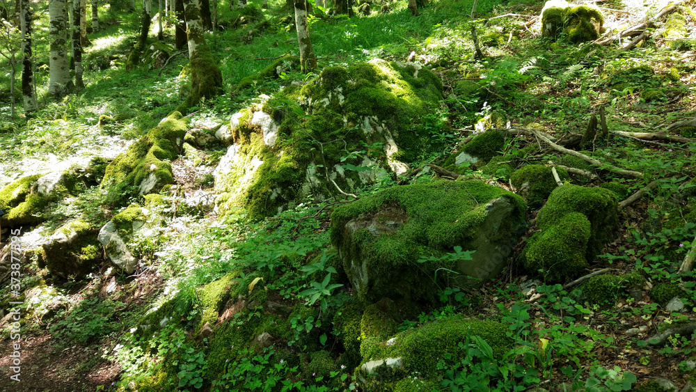 Stone with moss in the woods Stone with moss in the woods