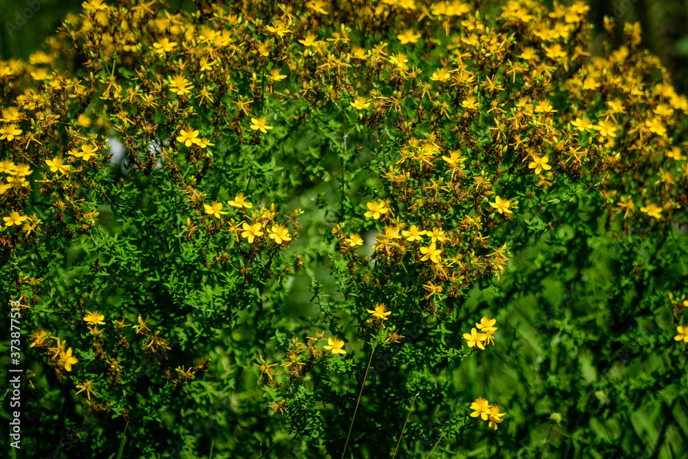 Obraz premium Many delicate yellow flowers of Hypericum perforatum plant, commonly known as.perforate or common St John's wort, in a garden in a sunny spring day