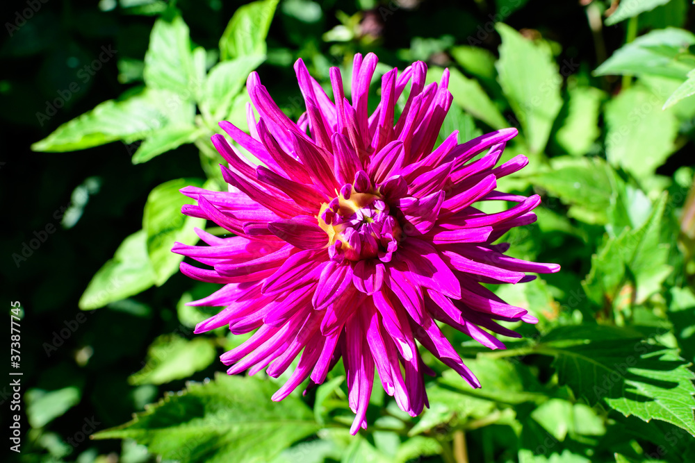 Obraz premium Close up of one beautiful large vivid pink magenta dahlia flower in full bloom on blurred green background, photographed with soft focus in a garden in a sunny summer day.