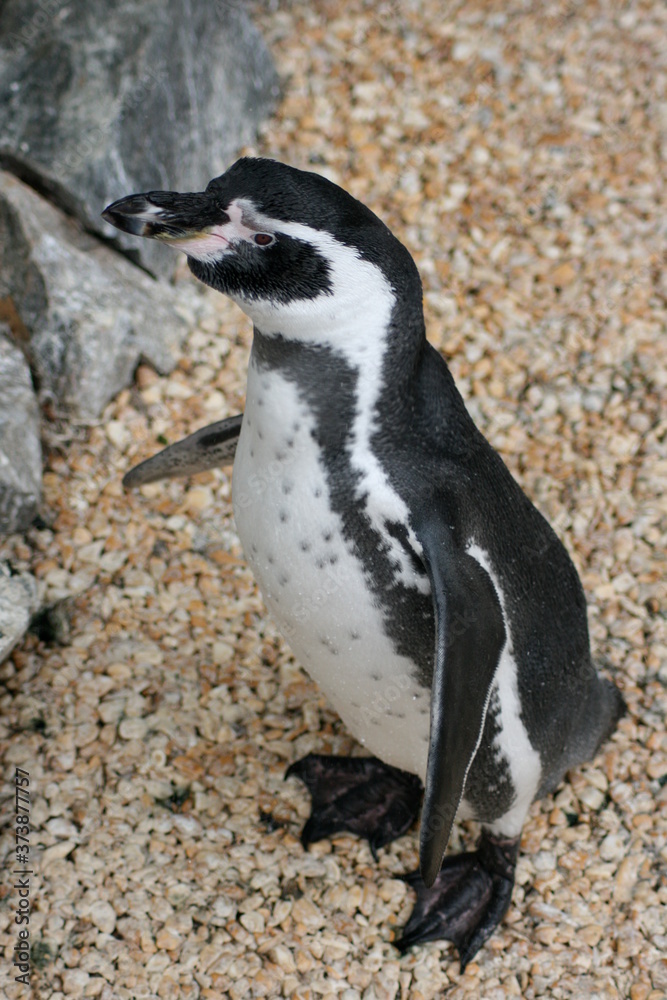 Fototapeta premium Manchot - zooparc Beauval - France