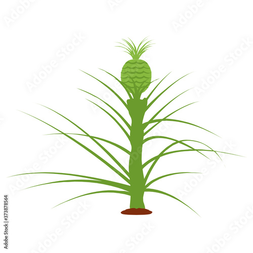  Biannual tropical plant  ananas comosus icon 