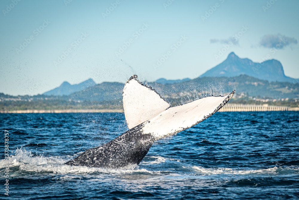Fototapeta premium Whale watching along the Tweed Coast, Australia 