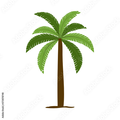 
An evergreen tropical tree, coconut tree icon 
