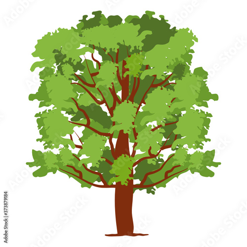 
Native to europe west of the caucasus, quercus robur tree icon design 
