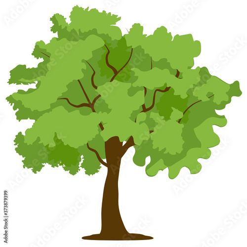 
A tree belong to rutaceae family, curry tree in flat style 

