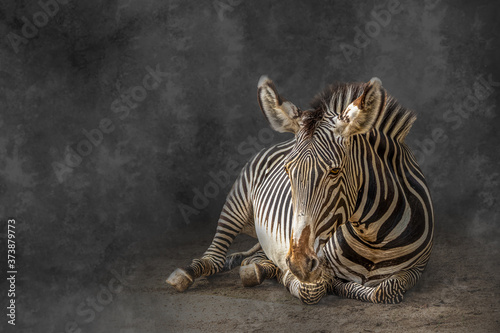 zebra laying on the ground © Ralph Lear