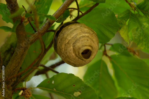 Wasp's nest build in a tree photo