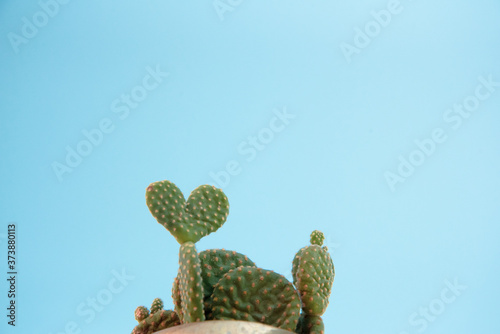 Heart shaped cactus with sky blue back-ground.2