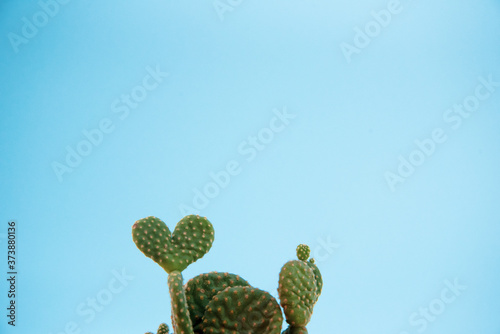Heart shaped cactus with sky blue back-ground.