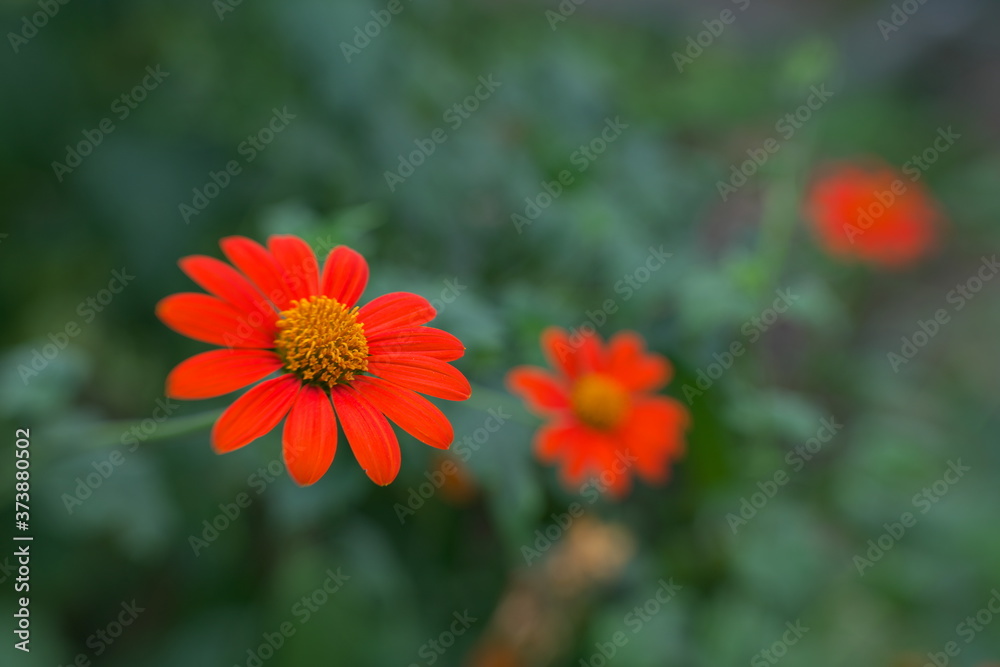 Tokyo,Japan-August 24, 2020: Closeup of Mexican Sunflower or Tithonia rotundifolia
Tokyo,Japan-August 24, 2020: Closeup of Mexican Sunflower or Tithonia rotundifolia