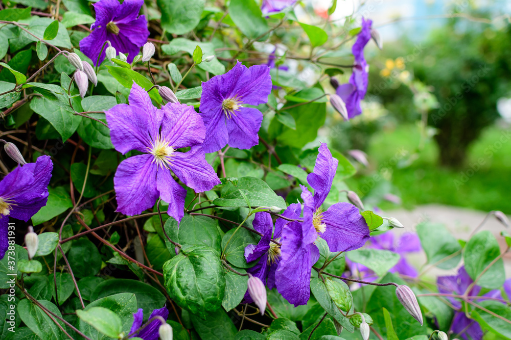 Many delicate purple clematis flower, also known as traveller's joy, leather flower or vase vine, in a sunny spring garden, beautiful outdoor floral background photographed with soft focus. Many delicate purple clematis flower, also known as traveller's joy, leather flower or vase vine, in a sunny spring garden, beautiful outdoor floral background photographed with soft focus.