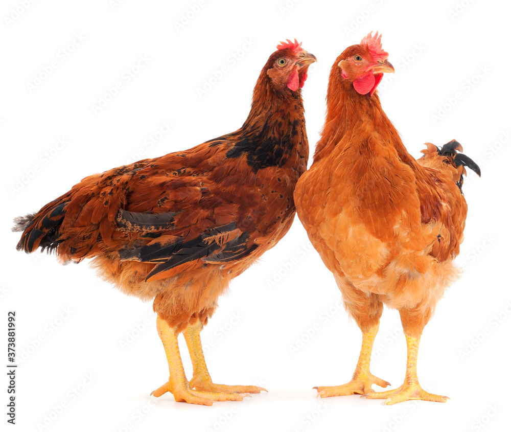 Ywo brown hen isolated.