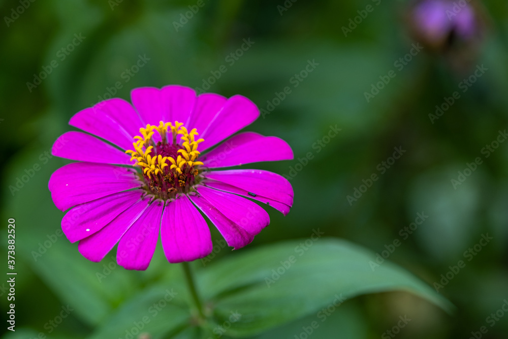 Purple Common Zinnia (Zinnia elegans) in garden with space for putting text, lowkey Purple Common Zinnia (Zinnia elegans) in garden with space for putting text, lowkey
