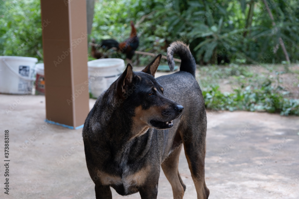 Dog resting on a rural street in a village of Thailand during morning. Dog resting on a rural street in a village of Thailand during morning.