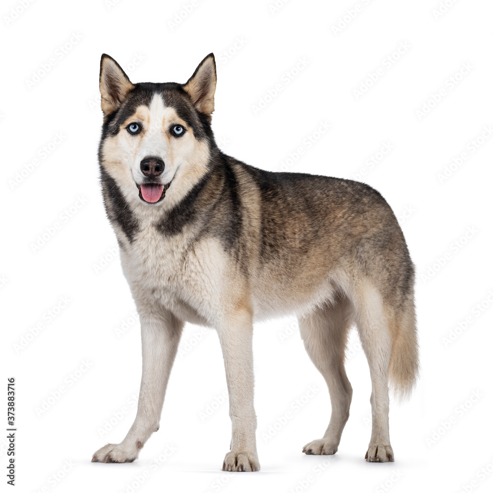Pretty young adult Husky dog, sitting side ways. Looking towards camera with light blue eyes. Isolated on a white background.