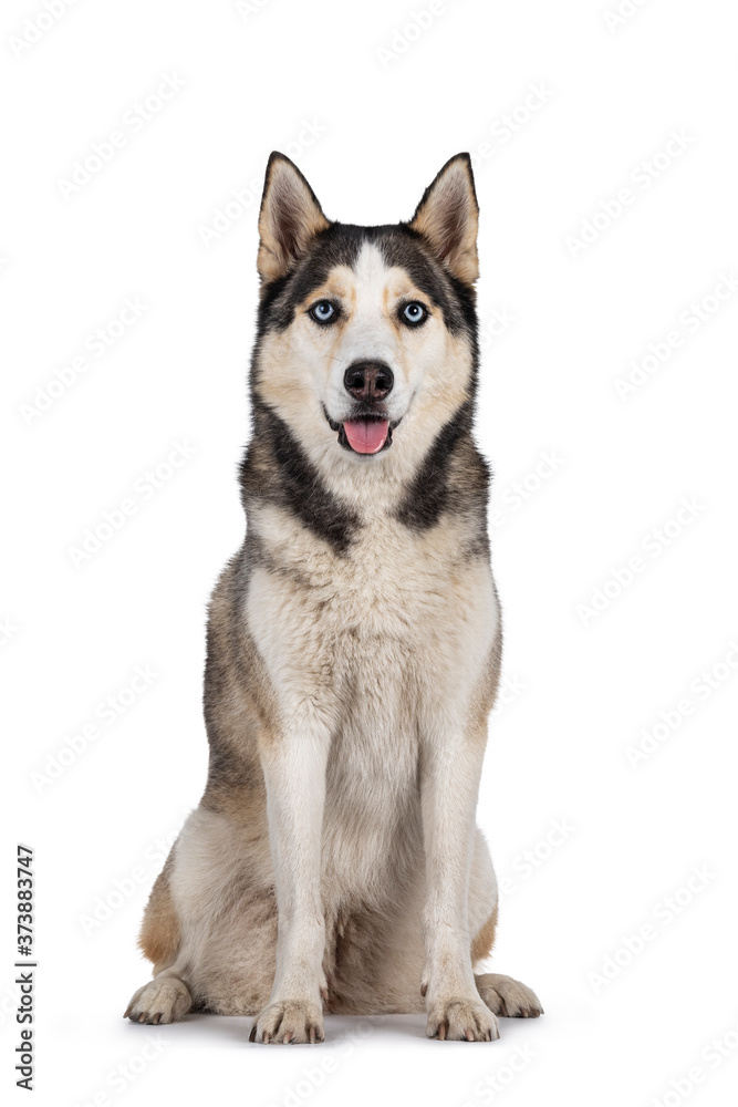 Pretty young adult Husky dog, sitting up facing front. Looking towards camera with light blue eyes. Isolated on a white background.