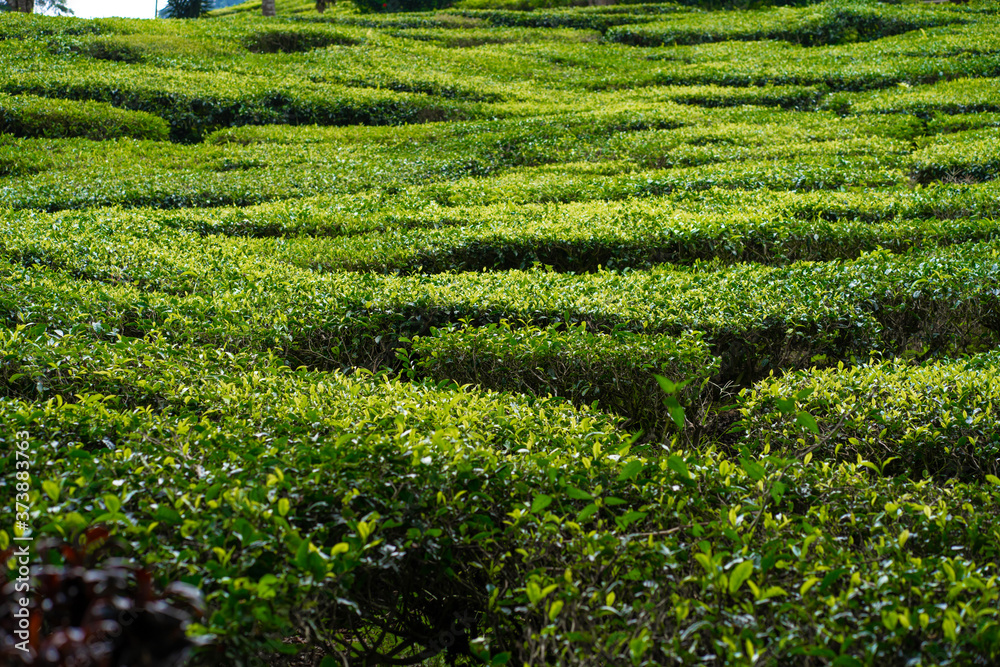 Tea plantations Cameron Valley. Green hills in the highlands of Malaysia. Tea production. Green bushes of young tea. Tea plantations Cameron Valley. Green hills in the highlands of Malaysia. Tea production. Green bushes of young tea.