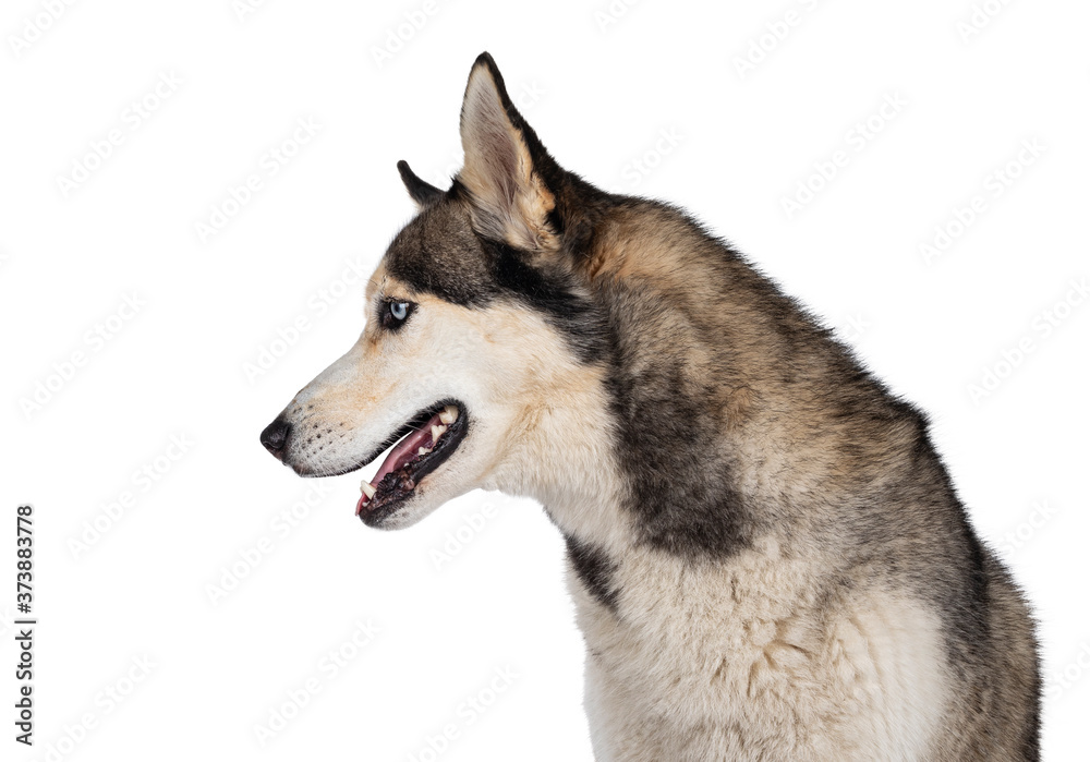 Profile head shot of pretty young adult Husky dog, sitting side ways. Looking straight ahead with light blue eyes. Isolated on a white background.