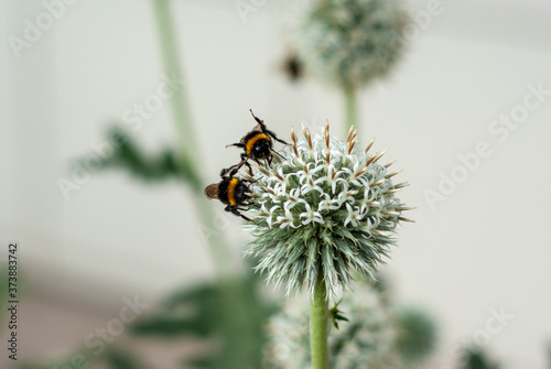 Bumble bees on Echinops or Globe Thistle on light blurry background.