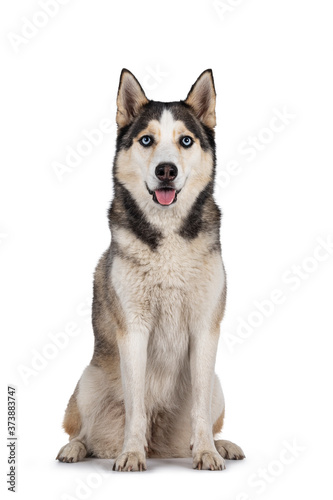 Pretty young adult Husky dog  sitting up facing front. Looking towards camera with light blue eyes. Isolated on a white background.