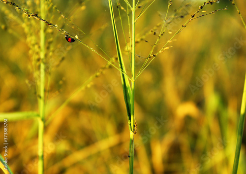 close up of ladybug on grass © April Wong