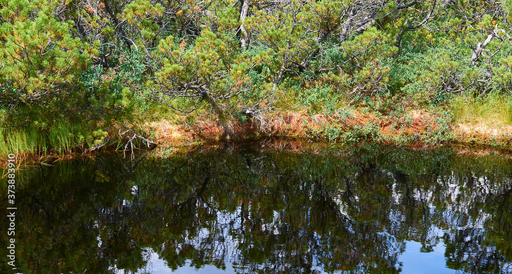 Hikers walking along the trail in a peat bog around a lake Latschensee. Tourists walking in nature reserve. Bavarian Forest National Park, Germany Hikers walking along the trail in a peat bog around a lake Latschensee. Tourists walking in nature reserve. Bavarian Forest National Park, Germany