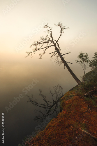 Autumn landscape. A lonely bare tree without leaves over a foggy forest lake in the early morning