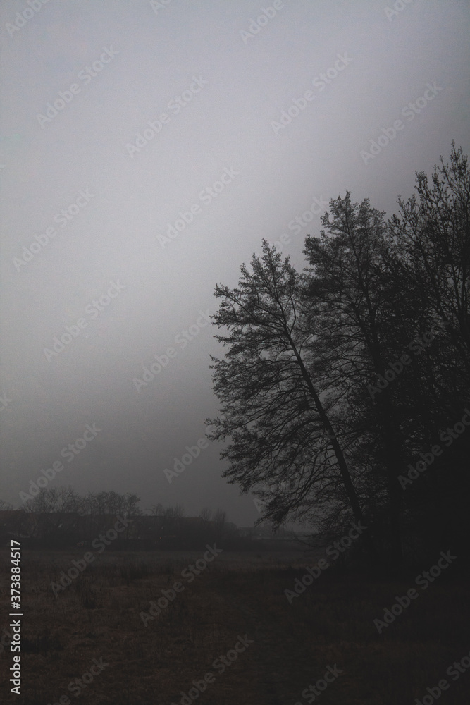 foggy morning in the forest foggy morning in the forest
