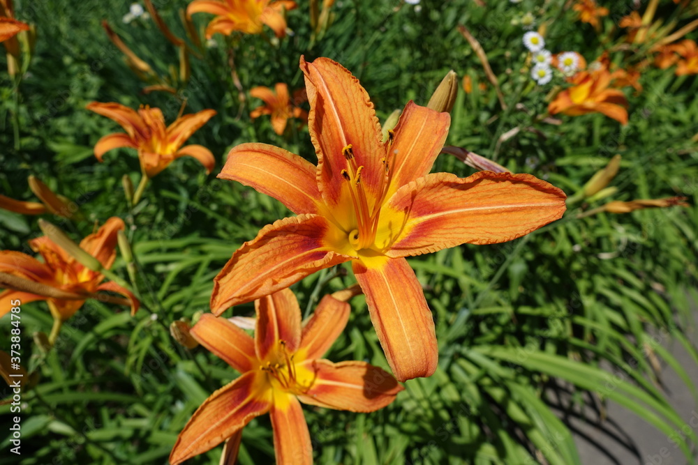 Closeup of orange flowers of Hemerocallis fulva in mid June