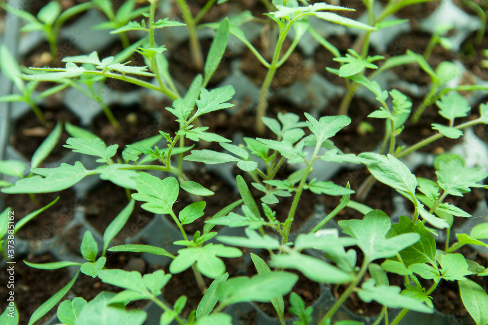 Seedlings in plastic black germination tray. Seedlings in plastic black germination tray.