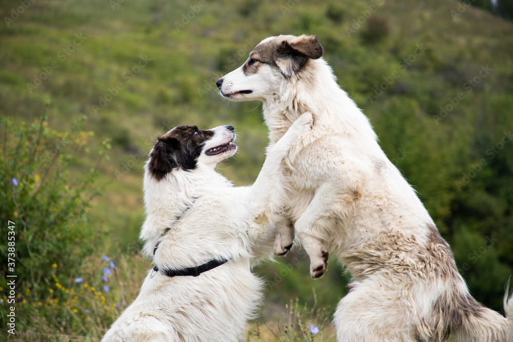 two beautiful white shepherd dogs playing in mountain two beautiful white shepherd dogs playing in mountain