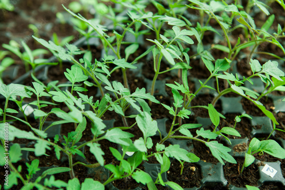 Seedlings in plastic black germination tray. Seedlings in plastic black germination tray.