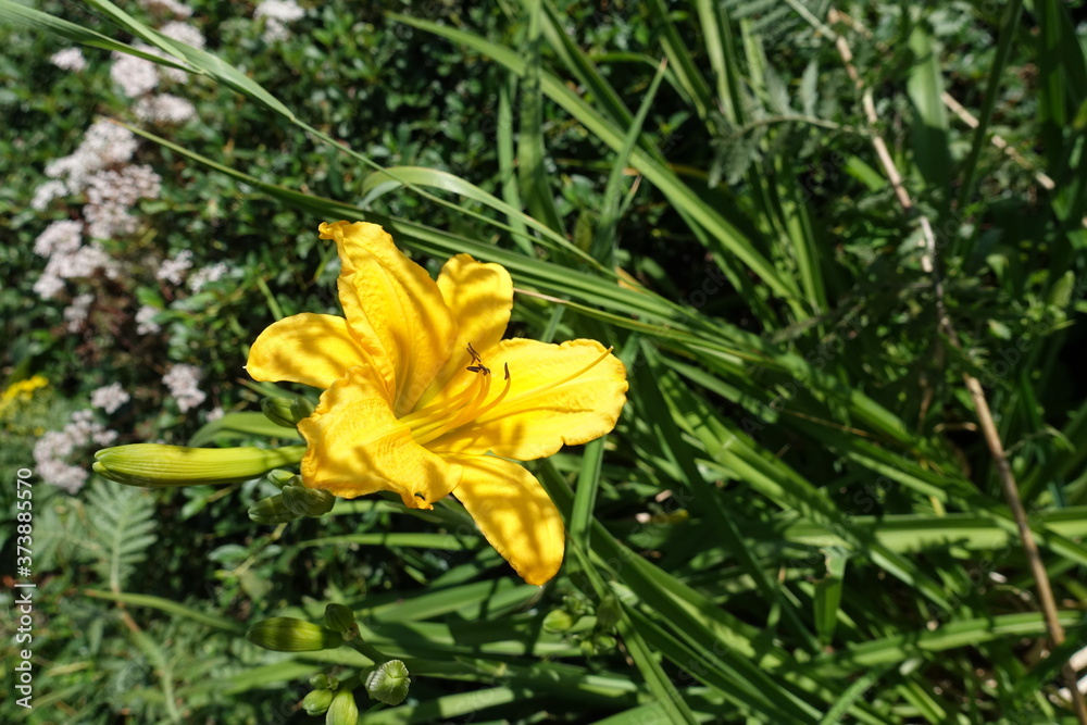 Single yellow flower of Hemerocallis fulva in June Single yellow flower of Hemerocallis fulva in June