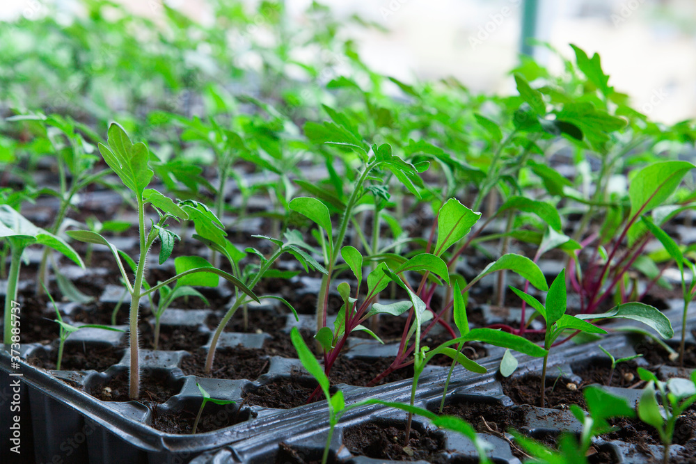 Seedlings in plastic black germination tray. Seedlings in plastic black germination tray.