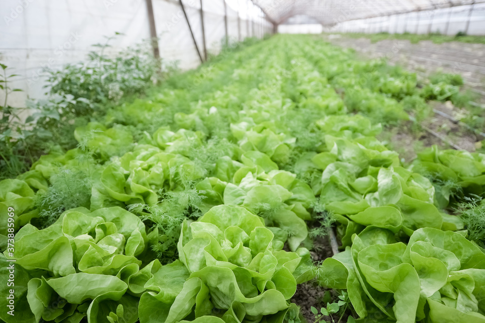 Shallow depth of field (DOF) of fresh organic vegetables, grown in greenhouse on a farm. (green salad, cabbage, kohlrabi, turnip) Shallow depth of field (DOF) of fresh organic vegetables, grown in greenhouse on a farm. (green salad, cabbage, kohlrabi, turnip)