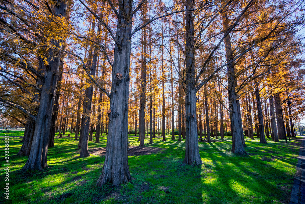 Fototapeta premium 秋の水元公園