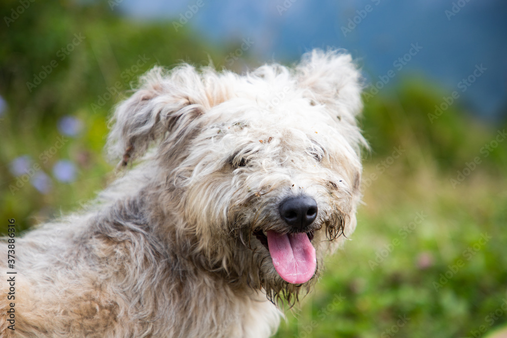cute furry dog portrait outdoors