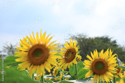 bluesky and sunflowers  in the park  japan  chiba 