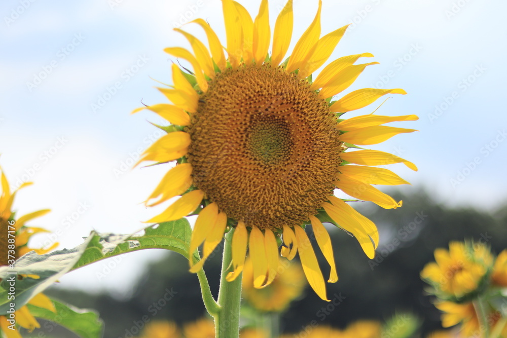 bluesky and sunflowers in the park ,japan ,chiba bluesky and sunflowers in the park ,japan ,chiba
