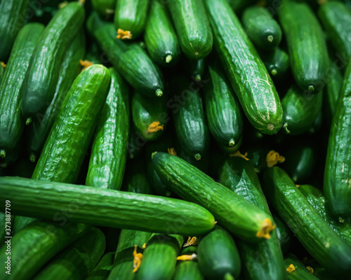 Long green ripe cucumbers in large quantities lie in the grocery store  illuminated by light. A rich harvest of healthy vegetables. Vegetarianism.